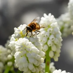 Perlehyacinth løg - Sæt med 50 - Muscari 'White Magic' - Blomsterløg - Hvid