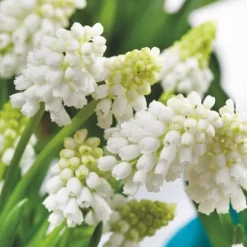 Perlehyacinth løg - Sæt med 50 - Muscari 'White Magic' - Blomsterløg - Hvid