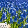 Perlehyacinth løg - Sæt med 200 - Muscari armeniacum - Blomsterløg - Blå