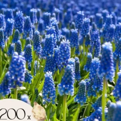Perlehyacinth løg - Sæt med 200 - Muscari armeniacum - Blomsterløg - Blå