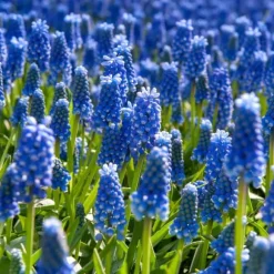 Perlehyacinth løg - Sæt med 200 - Muscari armeniacum - Blomsterløg - Blå