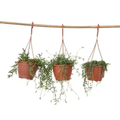 Perlekedde - Sæt af 3 - Senecio - ø 12cm