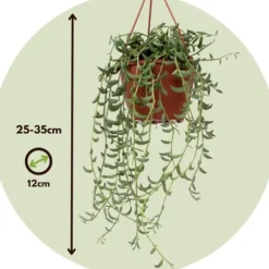 Perlekedde - Sæt af 3 - Senecio - ø 12cm