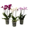 Phalaenopsis orkidé - Mix af 3 - Phalaenopsis Multiflora - Højde 35-45cm - ⌀12cm