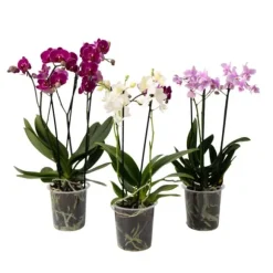 Phalaenopsis orkidé - Mix af 3 - Phalaenopsis Multiflora - Højde 35-45cm - ⌀12cm