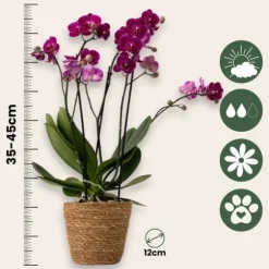 Phalaenopsis orkidé - Mix af 3 - Phalaenopsis Multiflora - Højde 35-45cm - ⌀12cm