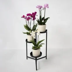 Phalaenopsis orkidé - Mix af 3 - Phalaenopsis Multiflora - Højde 35-45cm - ⌀12cm