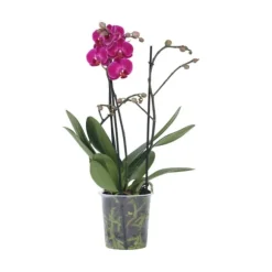 Phalaenopsis-orkidé - Phalaenopsis Multiflora - Højde 35-45cm - ⌀12cm