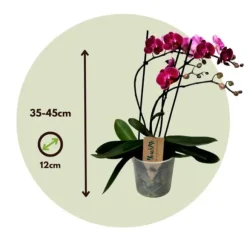 Phalaenopsis-orkidé - Phalaenopsis Multiflora - Højde 35-45cm - ⌀12cm