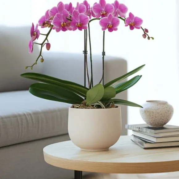 Phalaenopsis-orkidé - Phalaenopsis Multiflora - Højde 35-45cm - ⌀12cm