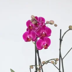 Phalaenopsis-orkidé - Phalaenopsis Multiflora - Højde 35-45cm - ⌀12cm
