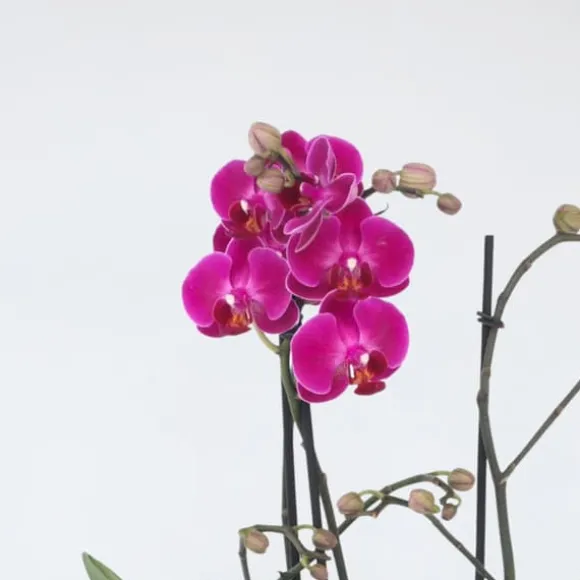 Phalaenopsis-orkidé - Phalaenopsis Multiflora - Højde 35-45cm - ⌀12cm