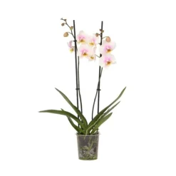 Phalaenopsis-orkidé - Phalaenopsis - Højde 50-60cm - ⌀12cm