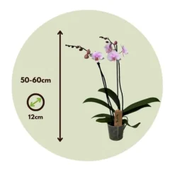 Phalaenopsis-orkidé - Phalaenopsis - Højde 50-60cm - ⌀12cm