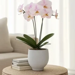 Phalaenopsis-orkidé - Phalaenopsis - Højde 50-60cm - ⌀12cm