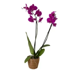 Phalaenopsis-orkidé - Phalaenopsis - Højde 50-60cm - ⌀12cm