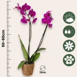 Phalaenopsis-orkidé - Phalaenopsis - Højde 50-60cm - ⌀12cm