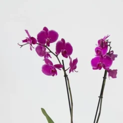 Phalaenopsis-orkidé - Phalaenopsis - Højde 50-60cm - ⌀12cm