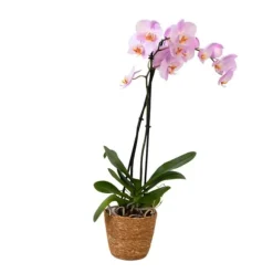 Phalaenopsis-orkidé - Phalaenopsis - Højde 50-60cm - ⌀12cm