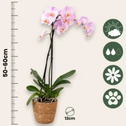 Phalaenopsis-orkidé - Phalaenopsis - Højde 50-60cm - ⌀12cm