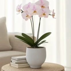 Phalaenopsis-orkidé - Phalaenopsis - Højde 50-60cm - ⌀12cm
