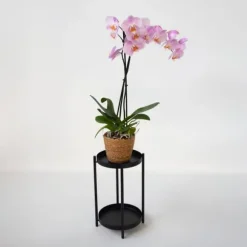 Phalaenopsis-orkidé - Phalaenopsis - Højde 50-60cm - ⌀12cm