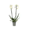 Phalaenopsis-orkidé - Phalaenopsis - Højde 50-60cm - ⌀12cm