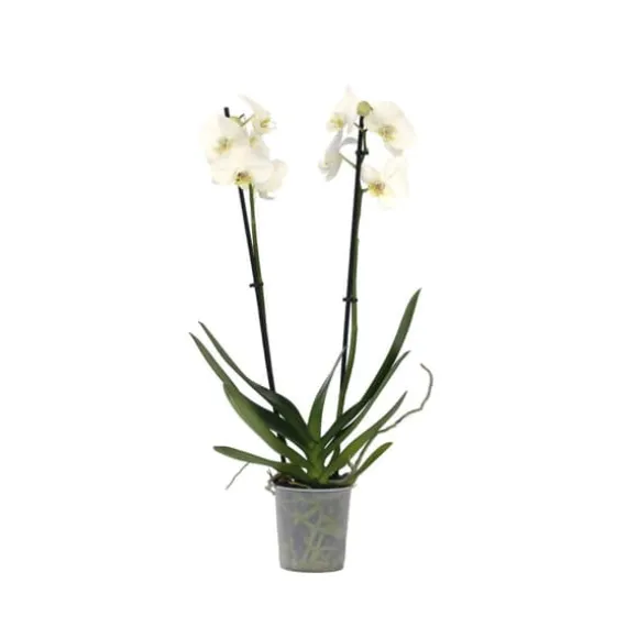 Phalaenopsis-orkidé - Phalaenopsis - Højde 50-60cm - ⌀12cm