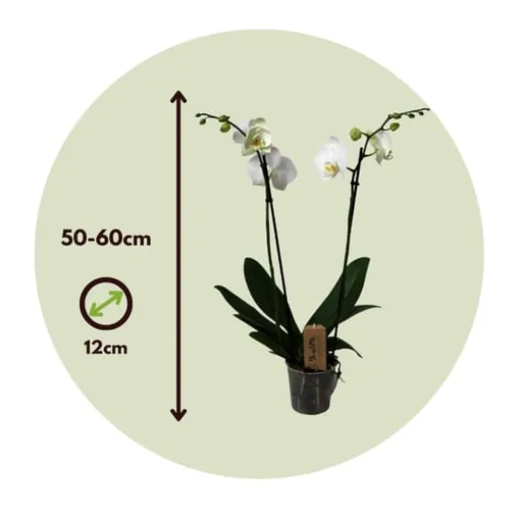 Phalaenopsis-orkidé - Phalaenopsis - Højde 50-60cm - ⌀12cm