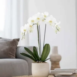 Phalaenopsis-orkidé - Phalaenopsis - Højde 50-60cm - ⌀12cm