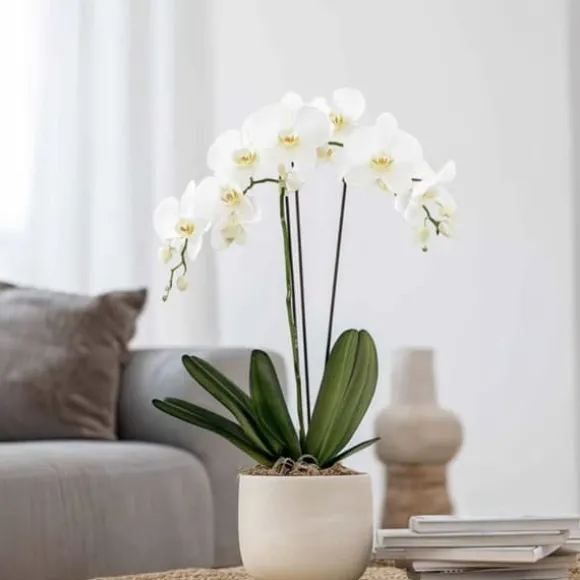 Phalaenopsis-orkidé - Phalaenopsis - Højde 50-60cm - ⌀12cm