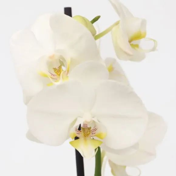 Phalaenopsis-orkidé - Phalaenopsis - Højde 50-60cm - ⌀12cm