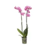 Phalaenopsis-orkidé - Phalaenopsis - Højde 50-60cm - ⌀12cm