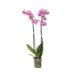 Phalaenopsis-orkidé - Phalaenopsis - Højde 50-60cm - ⌀12cm