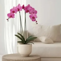 Phalaenopsis-orkidé - Phalaenopsis - Højde 50-60cm - ⌀12cm