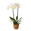 Phalaenopsis-orkidé - Phalaenopsis - Højde 50-60cm - ⌀12cm