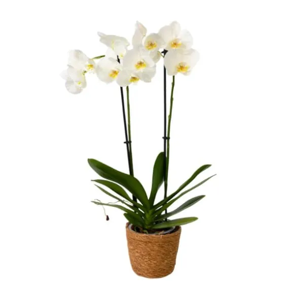 Phalaenopsis-orkidé - Phalaenopsis - Højde 50-60cm - ⌀12cm