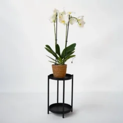 Phalaenopsis-orkidé - Phalaenopsis - Højde 50-60cm - ⌀12cm