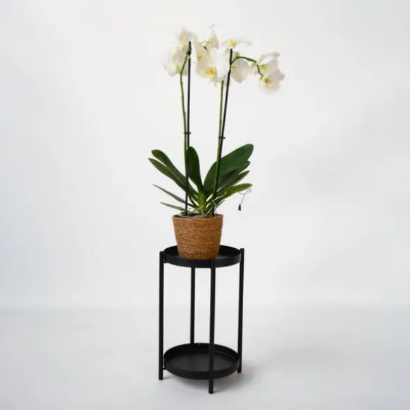 Phalaenopsis-orkidé - Phalaenopsis - Højde 50-60cm - ⌀12cm