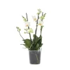 Phalaenopsis-orkidé - Phalaenopsis Multiflora - Højde 35-45cm - ⌀12cm