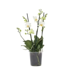 Phalaenopsis-orkidé - Phalaenopsis Multiflora - Højde 35-45cm - ⌀12cm