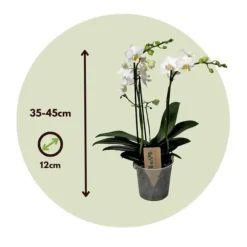 Phalaenopsis-orkidé - Phalaenopsis Multiflora - Højde 35-45cm - ⌀12cm