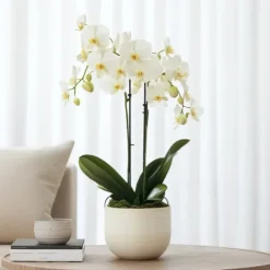 Phalaenopsis-orkidé - Phalaenopsis Multiflora - Højde 35-45cm - ⌀12cm