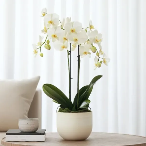 Phalaenopsis-orkidé - Phalaenopsis Multiflora - Højde 35-45cm - ⌀12cm