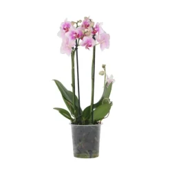 Phalaenopsis-orkidé - Phalaenopsis Multiflora - Højde 35-45cm - ⌀12cm