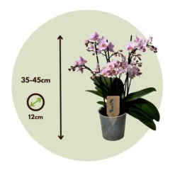 Phalaenopsis-orkidé - Phalaenopsis Multiflora - Højde 35-45cm - ⌀12cm