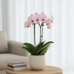Phalaenopsis-orkidé - Phalaenopsis Multiflora - Højde 35-45cm - ⌀12cm