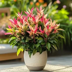 Pieris - Sæt med 4 - Pieris 'Forest Flame' - Højde 25-40cm - ⌀17cm