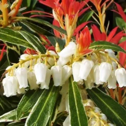 Pieris - Sæt med 4 - Pieris 'Forest Flame' - Højde 25-40cm - ⌀17cm