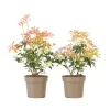 Pieris - Sæt med 2 - Pieris 'Forest Flame' - Højde 25-40cm - ⌀17cm